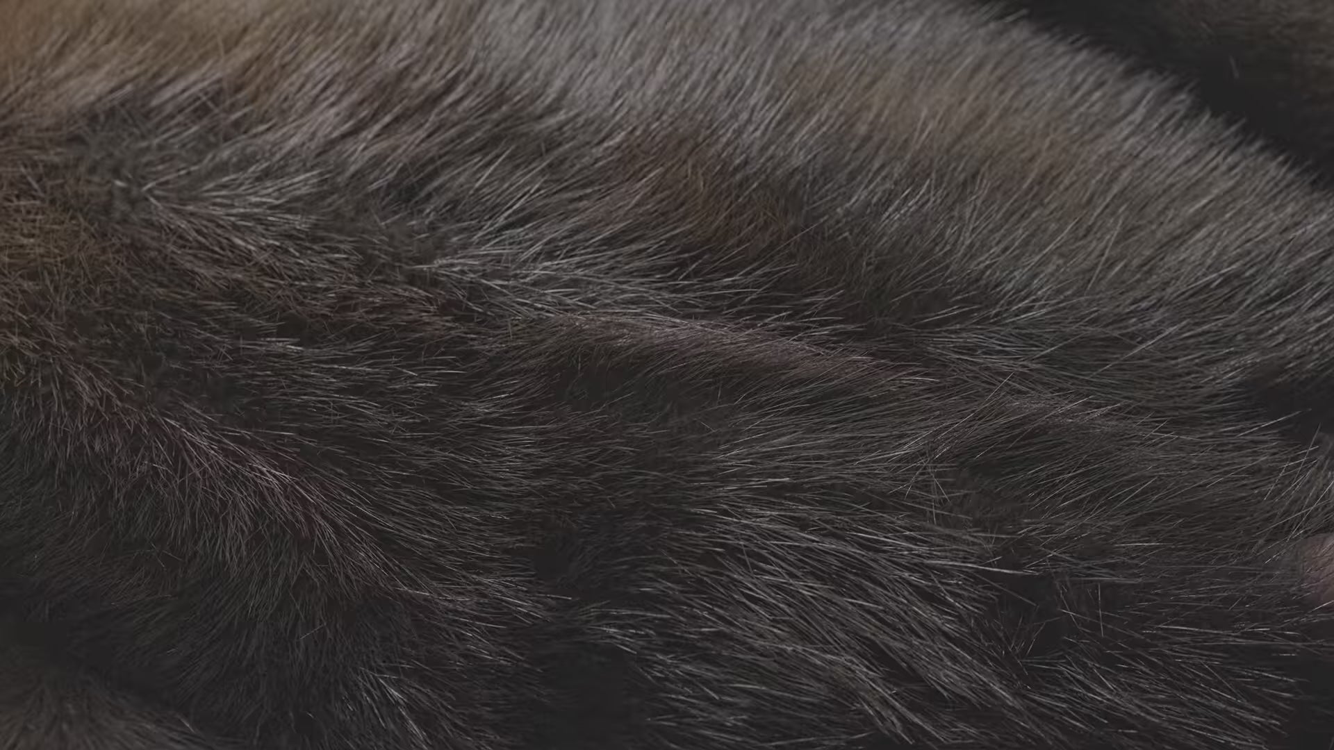 Full Fur Beaver Blanket