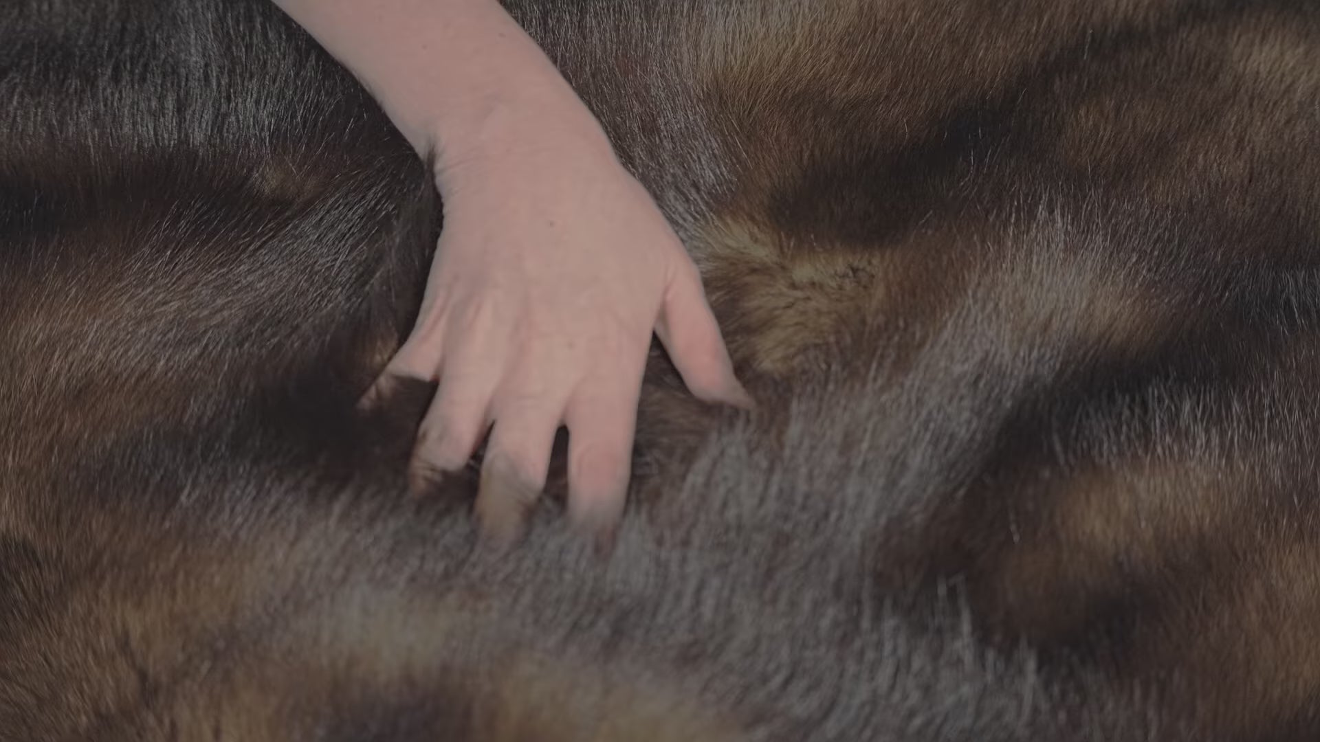 Our fisher blankets are made from the finest female fisher skins in North America.